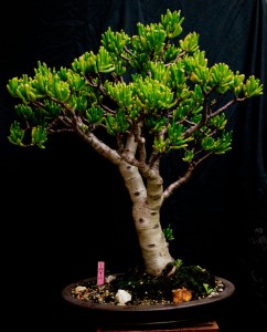 Coral Jade Tree Bonsai