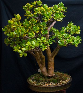 Jade Bonsai