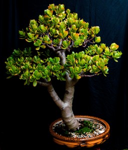 Jade Bonsai